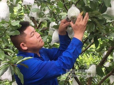 Khởi nghiệp từ mô hình trồng hồng xiêm xoài kết hợp ổi lê Đài Loan