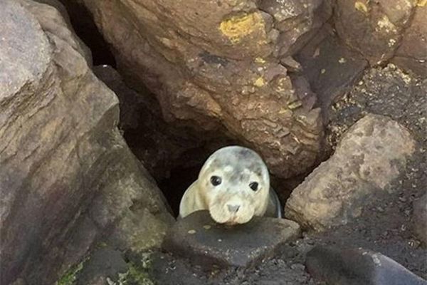 Bí ẩn đằng sau khuôn mặt ngơ ngác của chú hải cẩu con đang thò đầu qua khe đá