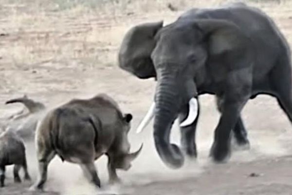 Clip: Bị voi 'điên' tấn công, tê giác mẹ liều mình chống trả để bảo vệ con