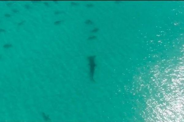 Clip: Cá mập đầu búa khổng lồ và chuyến đi săn hàng nghìn con mồi di cư xấu số