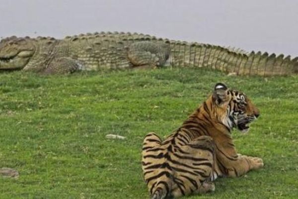 Clip: Hổ rừng đói quá làm liều và màn đáp trả cực gắt của 'ông vua đầm lầy' cá sấu khổng lồ