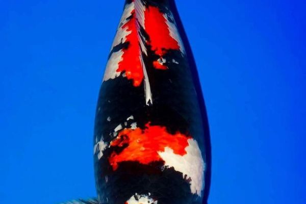 Con cá Koi 'độc nhất vô nhị' của 8x xứ Huế được định giá trên 1 tỷ đồng