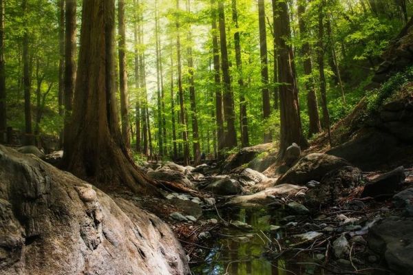 Đọc truyện 'Muối của rừng' (Nguyễn Huy Thiệp): Từ góc nhìn phê bình sinh thái