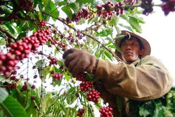 Giá cà phê quay đầu giảm, quanh mốc 121.000 đồng/kg