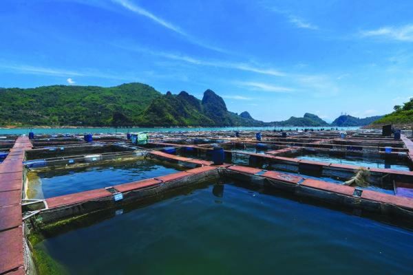 Hành trình 10 năm phát triển thương hiệu Cuongthinhfish - Cá sông Đà