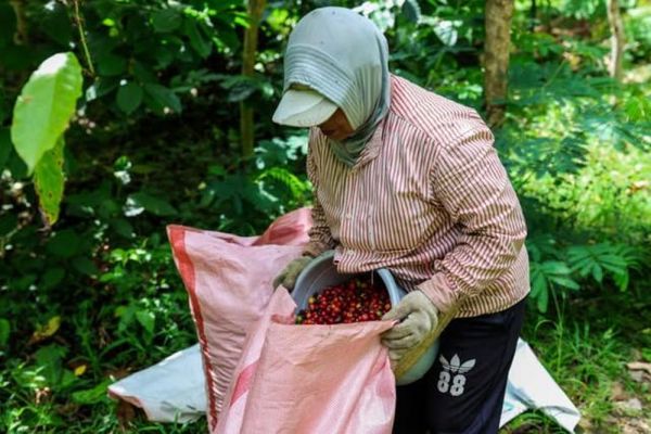 Indonesia thúc đẩy hình thành văn hóa cà phê đặc sản mang thương hiệu quốc gia