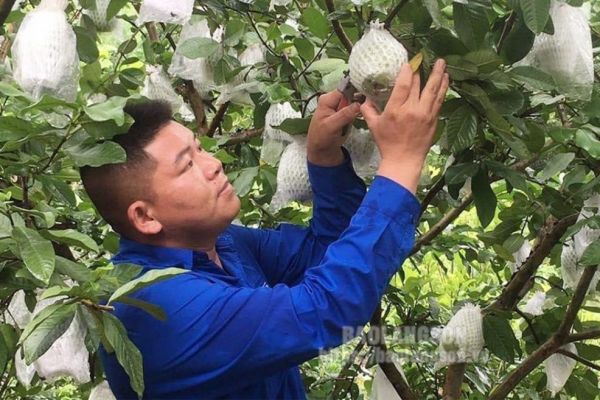 Khởi nghiệp từ mô hình trồng hồng xiêm xoài kết hợp ổi lê Đài Loan