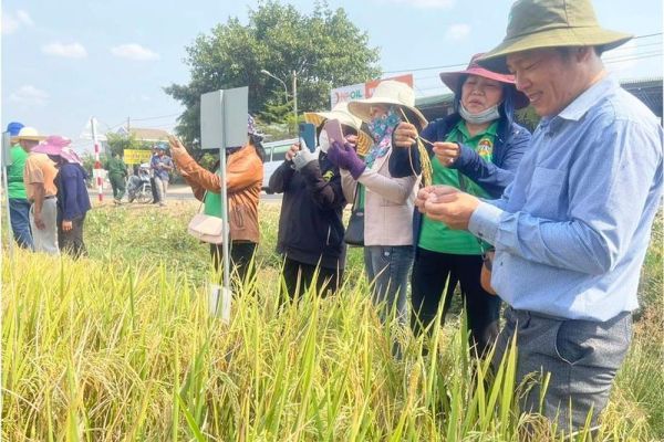 Lai tạo giống lúa mới: Nâng tầm thương hiệu 'Gạo Phú Thiện'