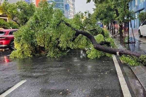 TP. HCM mưa lớn cây gãy đổ khiến giao thông rối loạn