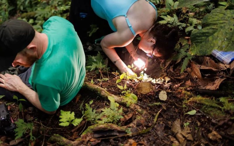 Săn tìm loài nấm hiếm nhất trong rừng Amazon