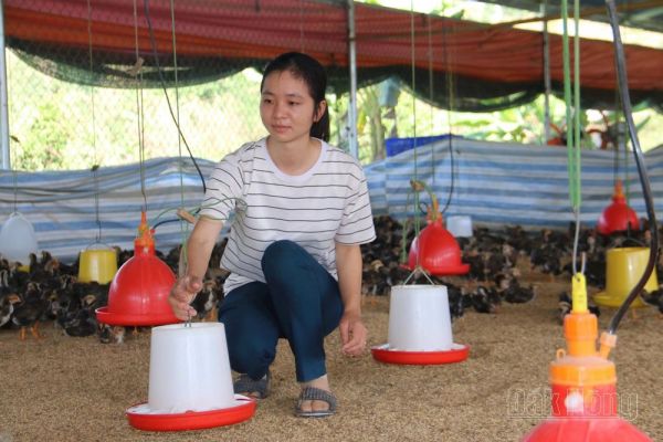 Chị Lương Thị Ngoan thành công với mô hình nuôi gà Minh Dư