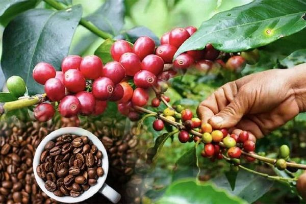 Điều gì sẽ giúp doanh nghiệp cà-phê Việt 'làm chủ giá' trong năm 2024?