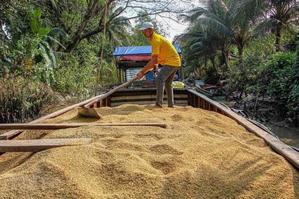 Gạo Việt Nam sẽ vẫn giữ vị trí số 1 tại Philippines