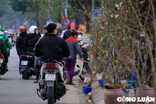 Hà Nội: Hoa lê rừng hút khách mua sau dịp Tết Nguyên đán 2024