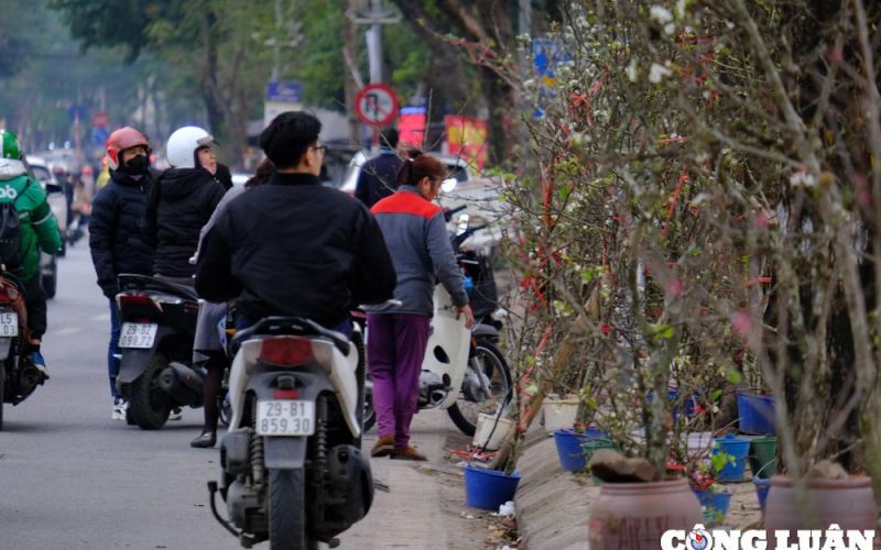 Hà Nội: Hoa lê rừng hút khách mua sau dịp Tết Nguyên đán 2024