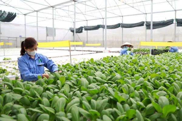 Ngành Nông nghiệp Hà Nội tăng trưởng 3,76% trong quý I-2024: Linh hoạt chuyển đổi theo nhu cầu thị trường