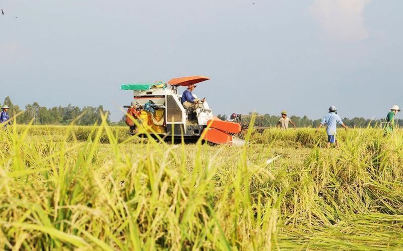 Nông nghiệp vẫn là trụ cột kinh tế của Thái Bình