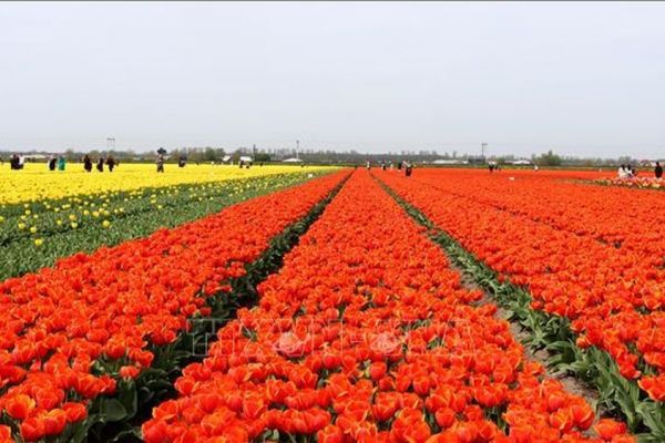 Rực rỡ những cánh đồng hoa tulip ở Hà Lan