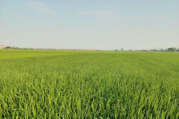 Thủ tướng chỉ thị đẩy mạnh sản xuất, kinh doanh lúa gạo bền vững, minh bạch