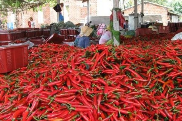 Xuất khẩu ớt sang thị trường Trung Quốc tăng 72,3%